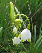 Leucojum aestivum Linné, 1759 - Sommer-Knotenblume, ljetni drijemovac. Fundort: Kroatien - Vrsi, Heilpflanze, Zierpflanze, Giftpflanze