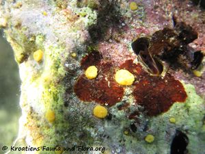 LithLith Vir 130616 2800.jpg