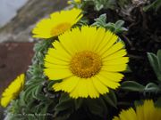 Pallenis maritima (L.) Greuter, 1997 - Küsten-Strandstern , cvijet zlatnik. Fundort: Sukošan 05/2016, Heilpflanze, Zierpflanze