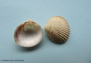 PapilliPapill Vir 090617 04.jpg