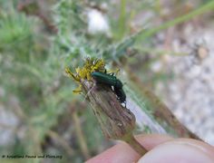 Erste Annäherung, Otok Vir 04/2014