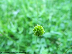 Frucht, Österreich – Gaishorn 09/2011