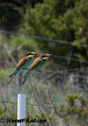 Merops apiaster Linné, 1758 - Bienenfresser, žuta pčelarica. Fundort: Otok Pag 06/2018, © Werner Kalopp, Gefährdetes Tier , Geschütztes Tier in Kroatien