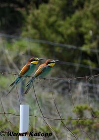 170531 Merops apiaster Pag 2.jpg