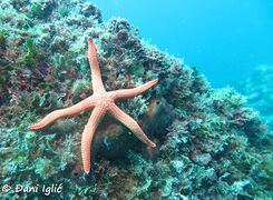 200229 Hacelia attenuata 3.jpg