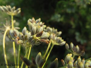 Foen vul Vir 110904 38.jpg