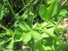 Die 5-teiligen Blätter, Ždrijac 04/2016