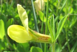 LotMar Ždri 160430 8517 d.jpg