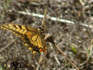 PapiliMach Nin 120907 1972.jpg