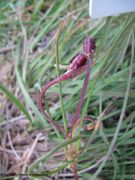 Unreife Frucht, Vir 05/2013