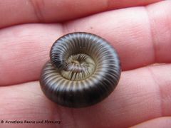 Eingerolltes Tier, Vir 04/2015