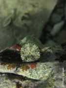 Aiptasiogeton hyalinus delle Chiaje, 1822. Fundort: Vir 09/2014