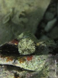 Aiptasiogeton hyalinus delle Chiaje, 1822 Vir 140916 5811.jpg