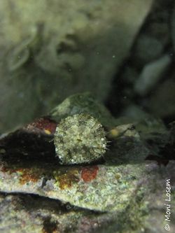 Aiptasiogeton hyalinus delle Chiaje, 1822 Vir 140916 5811.jpg