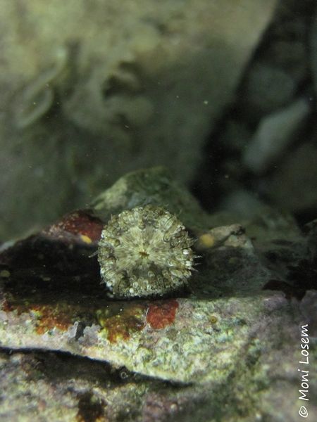 Datei:Aiptasiogeton hyalinus delle Chiaje, 1822 Vir 140916 5811.jpg