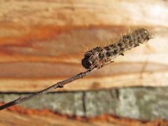 Die rötlichen Beinchen, Vir 02/2013