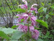 Nesselkönig, velika mrtva kopriva. Fundort: Slowenien – Ribnica, 04/2016. Zierpflanze