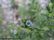 Kletten-Igelsame, ježasti čičkovac. Fundort: Senj 06/2014, Giftpflanze, Heilpflanze, Zierpflanze