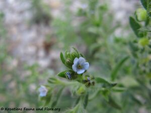 LappSquarr Blüte Senj 140629 4468.jpg