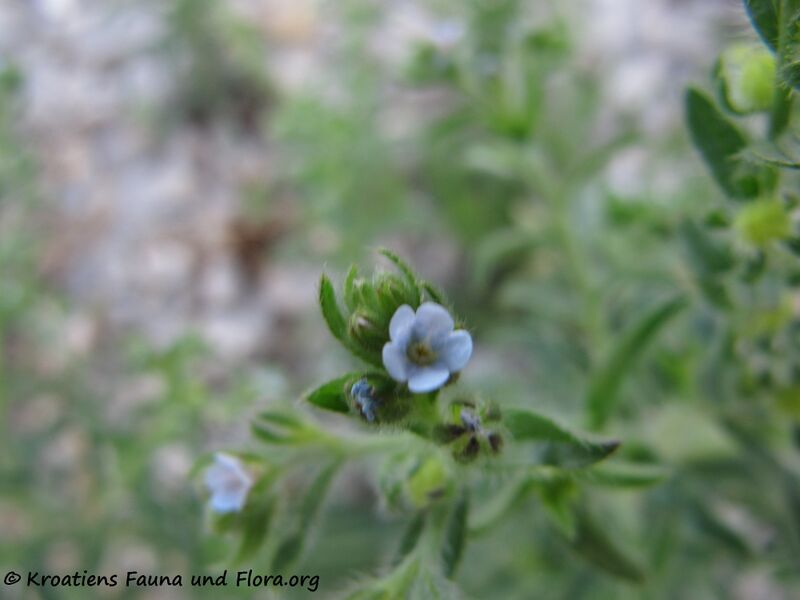 Datei:LappSquarr Blüte Senj 140629 4468.jpg
