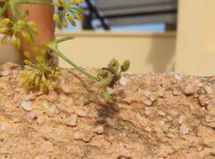 Lasioptera foeniculi Dorchin & Freidberg, 2011 Sab 230918 4194.JPG