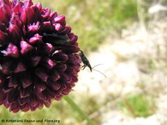 ♂ auf Allium sphaerocephalon Linné, 1753 - Kugel-Lauch, glavassti luk, Vir 06/2014