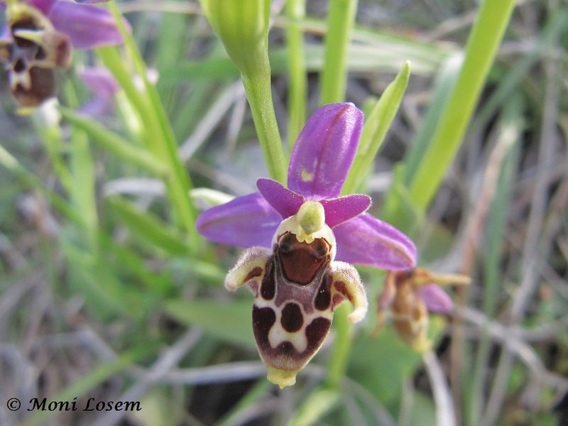 Datei:Ophry scol cor Vir 130428 1210.jpg