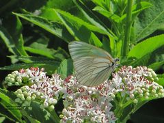♀ mit weiß-schillernden Flügeln und brauner Aderung