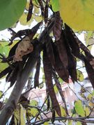 Reife Schoten, Vir 11/2015