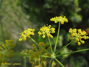 Foen vul Blüte Vir 110904 33.jpg