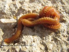 Bei Gefahr rollt er sich zusammen, Otok Vir 05/2013