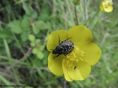 Auf Ranunculus bulbosus Linné, 1753 - Knolliger Hahnenfuß, lukovičasti žabnjak, Privlaka 5/2017