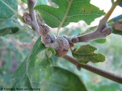 Zemunik Donji 07/2015