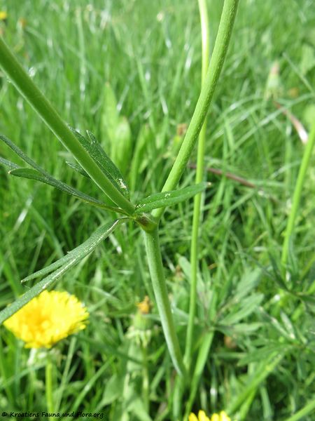 Datei:Ranunculus acris Linné, 1753 Rötz 180502 13413.jpg