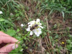 Polača 04/2018 mit Eristalis nemorum Linné, 1758