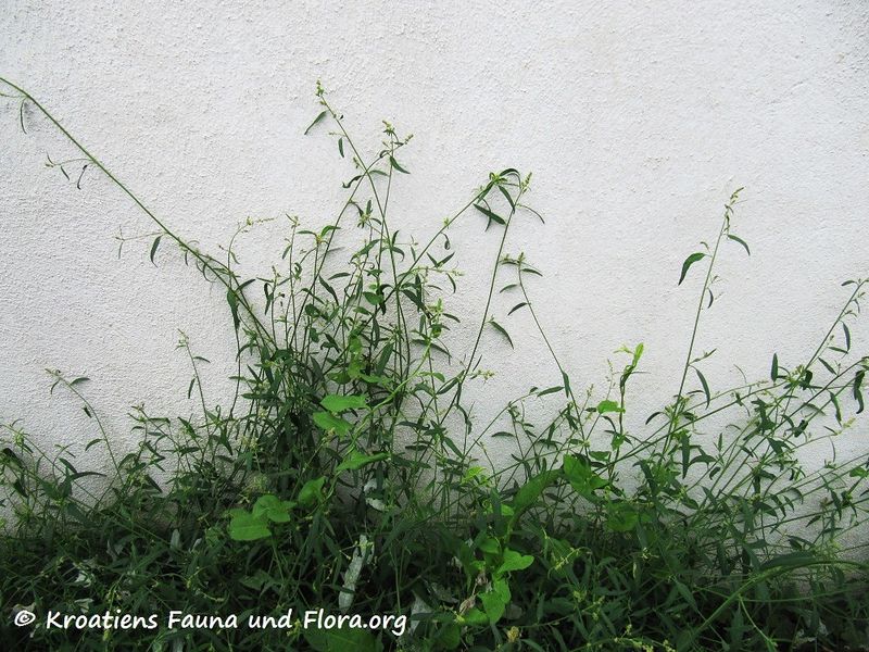 Datei:AtriplPatu Nin 150902 1788.jpg