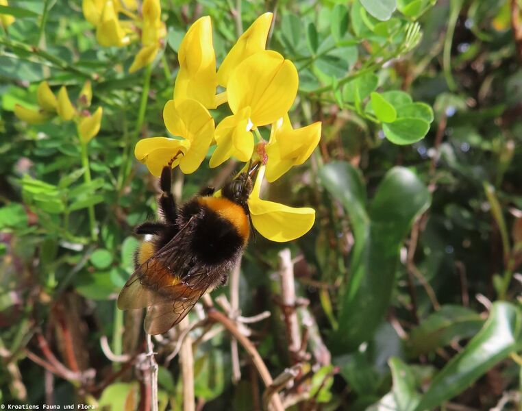 Datei:Bombus terrestris Linné, 1758 Vir 240308 7049 d.JPG