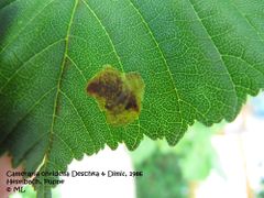Junge Raupe im noch kleinen Fraßgang, Heselbach 06/2012
