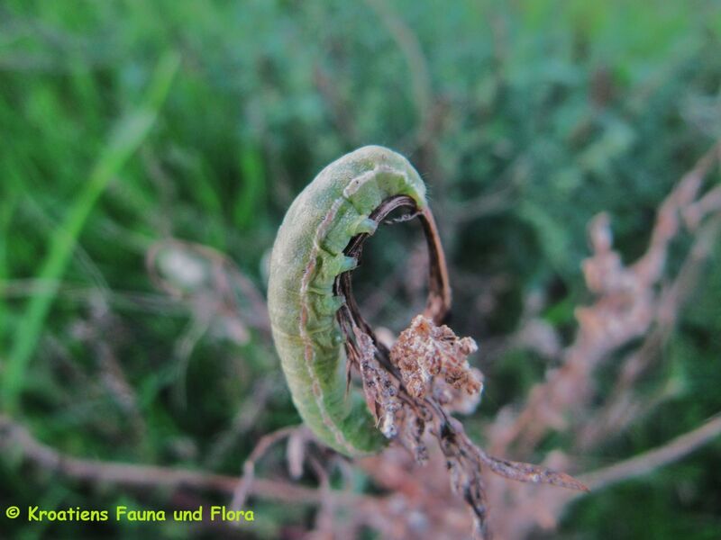 Datei:Glaucopsyche alexis Poda, 1761 Sab 121017 3528.JPG