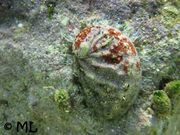 250px]], Fundort: Vir 09/2012, Meerestier