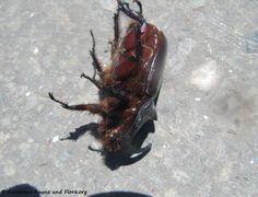 ♂ Lišane Ostrovičke 06/2017