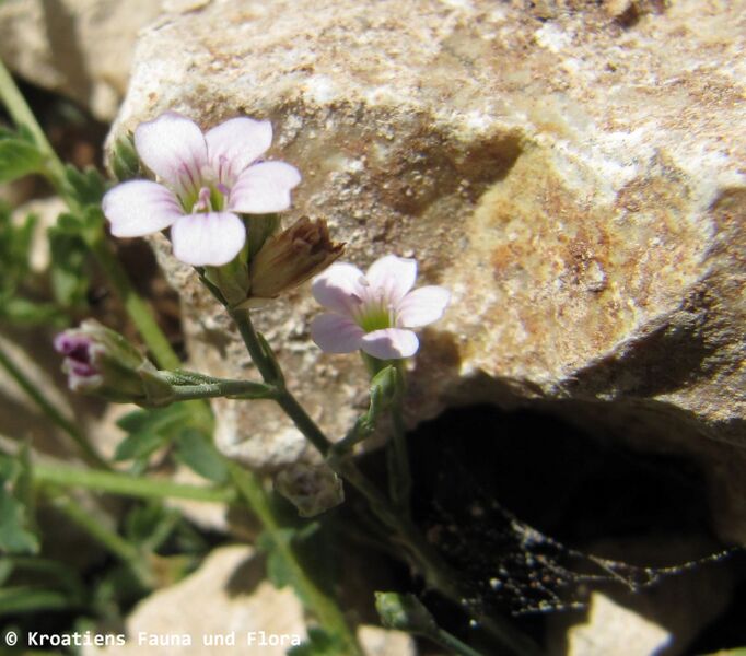 Datei:PetroSaxi Blü Vir 110625 100 D.jpg