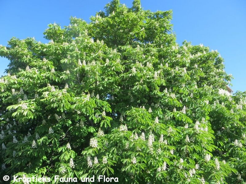 Datei:Aesculus hippocastanum Linné, 1753 Ben 190428 0772.JPG