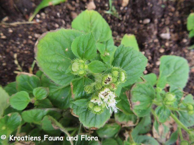 Datei:Ageratum houstonianum Pag230605 3981.JPG