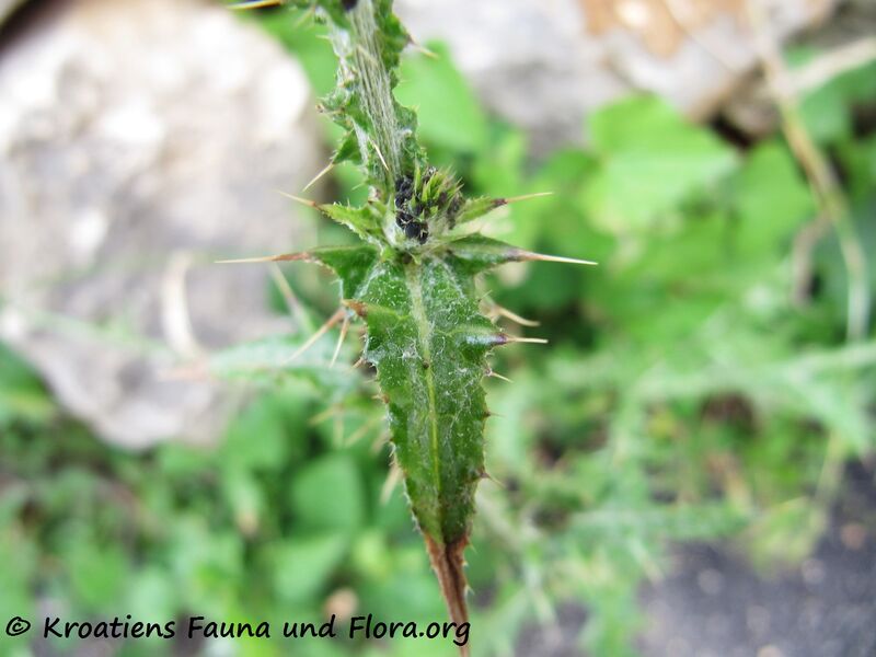 Datei:Bla CardPycno Vir 120522 378.jpg