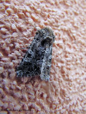 DryobotCarbo Vir 140412 2078.jpg