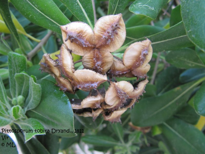Datei:Pittosporum tobira, Vir 110417 120.jpg