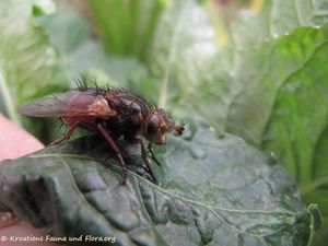 Tachina fera Linné, 1758 Senj 140406 1373.jpg