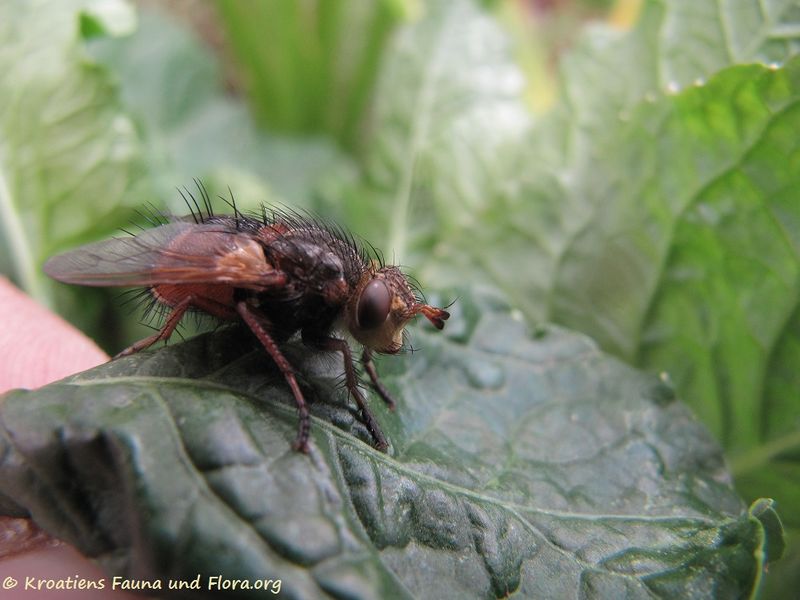 Datei:Tachina fera Linné, 1758 Senj 140406 1373.jpg
