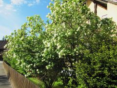 In voller Blüte, Thalmassing 04/2012